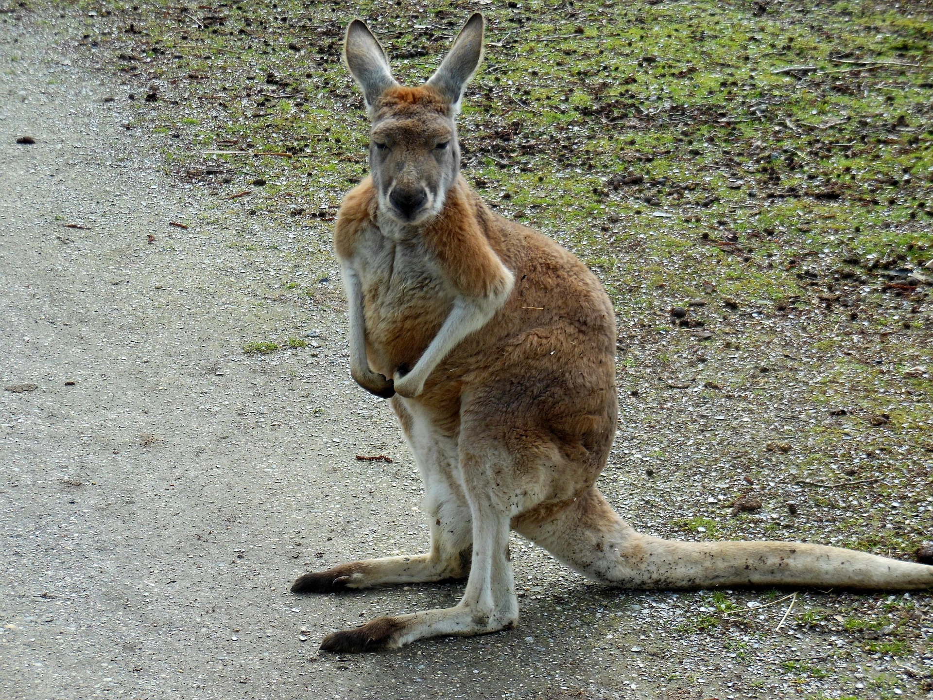 Wat is een kangaroewoning?